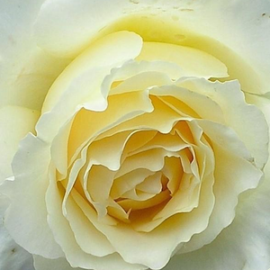 Buy Roses Online - Yellow - bed and borders rose - floribunda - intensive fragrance -  Moonsprite - Herbert C. Swim - Well growing bushy rose, ideal for flowerbed rose as well, lasting blooming